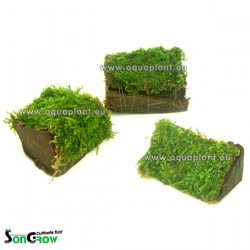 MiniWood Moss ( 5,5 cm Deco)