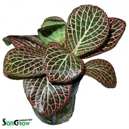 Fittonia red