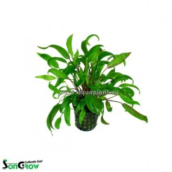 Cryptocoryne wendtii green