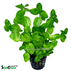 Bacopa lanigera (white green)