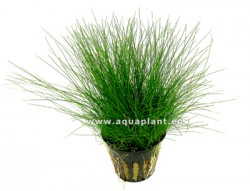 Eleocharis parvula