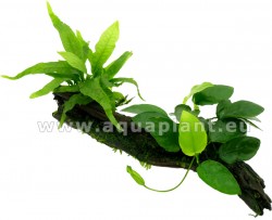 Anubias duo wood & Microsorum  na dreve.M,L