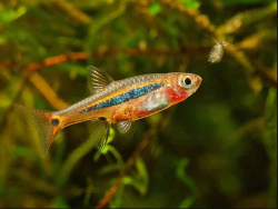 Boraras urophthalmoides - Razbora kvrnochvost