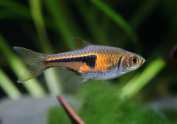 Razbora espei
