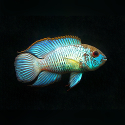 Andinoacara pulcher - Akara electric blue 4cm