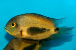 Uaru amphiacanthoides 3-4cm