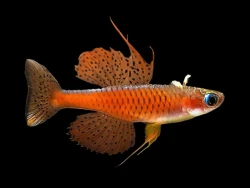 Pseudomugil luminatus red