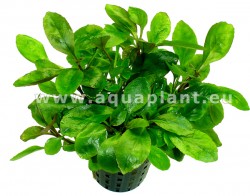 Ludwigia cardinalis mini