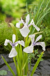 Iris laevigata "Snowdrift"