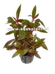 Ludwigia perennis