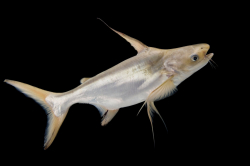 Pangasius sanitwongsei 6cm