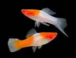 Xiphophorus helleri kohaku