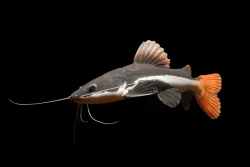 Phractocephalus hemioliopterus - Amtenovec ervenochvost 10cm