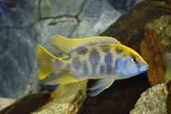 Nimbochromis venustus 4-6cm