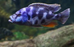 Nimbochromis livingstonii 4-6cm