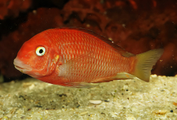 Tropheus red bishop 4-6cm