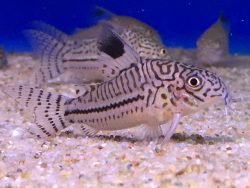 Corydoras trilineatus