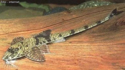 Loricaria filamentosa