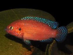 Hemichromis exsul