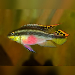 Pelvicachromis pulcher