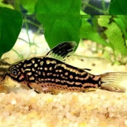 Corydoras napoensis