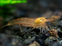 Caridina japonica orange