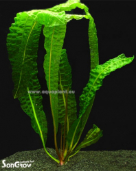 Aponogeton Boivinianus with leaves