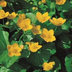 Caltha palustris