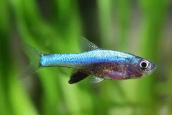 Razbora axelrodi blue