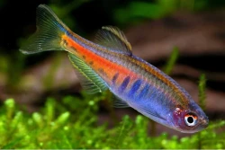 Danio choprae - Danio myanmarsk�