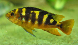 Pseudotropheus crabro 4-5cm
