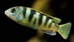Labidochromis perlmutt 4cm