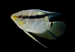 Mesonauta insignis 4cm