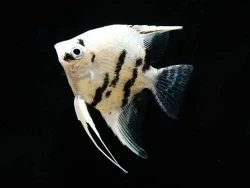 Pterophyllum panda - Skal�r panda 4-6cm