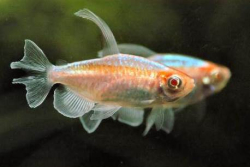 Phenacogrammus.interruptus albino - tetra kon�sk� alb�n 3-4cm