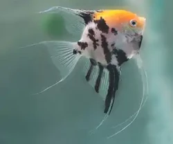 Pterophyllum koi - Skal�r koi 4- 6cm