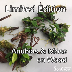 Marsh root or spiderwood  with moss and Anubius