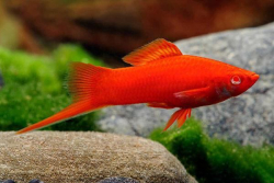 Mecun viedensky -  Xiphophorus helleri wien