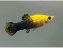 Poecilia sphenopus Gold black molla
