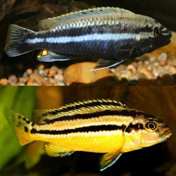 Melanochromis auratus 4-5cm