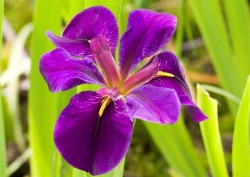 Iris black "Gamecock"