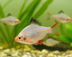 Barbus tetrazona platinum