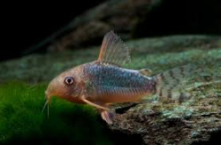 Corydoras gossei
