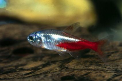 Paracheirodon innesi diamont - Tetra neonov�