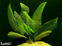 Aponogeton madagascariensis without leaves