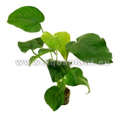 Anubias barteri big