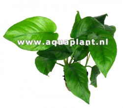 Anubias barteri species