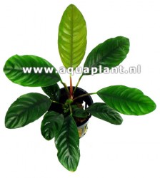 Anubias caffeefolia