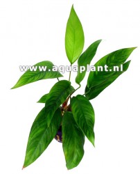 Anubias congensis arrow