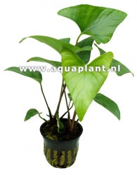 Anubias gracilis